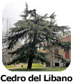 Cedro del Libano